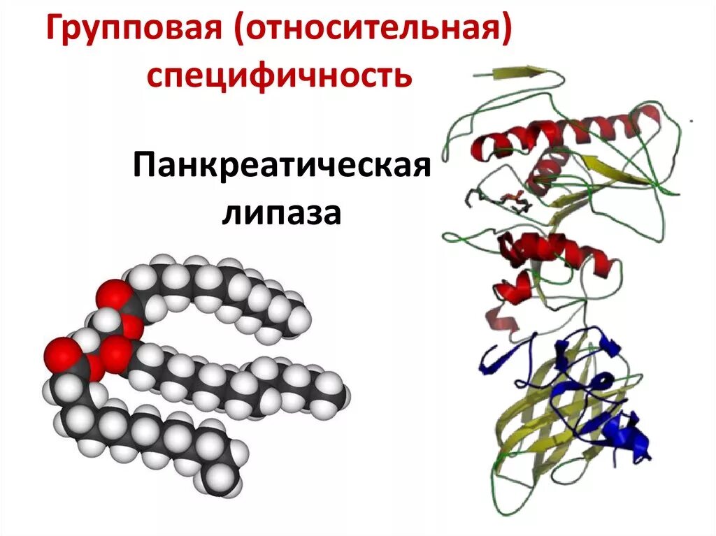 Липаза строение. Липаза фермент. Ферменты на белом фоне. Липаза строение молекулы. Липаза структура.