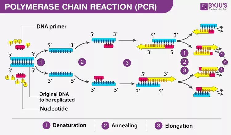 Источник https chemer ru services reactions chains. DNA polymerase PCR. Полимеразная цепная реакция схема. Polymerase Chain Reaction (PCR). PCR Reaction.