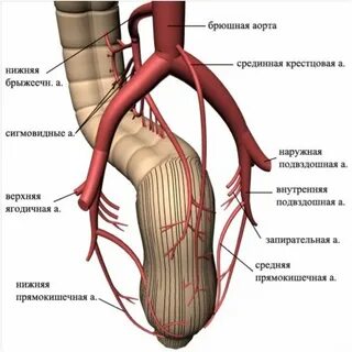Верхняя прямокишечная артерия