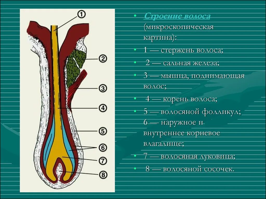 Слои корня волос. Строение волоса. Строение стержня волоса. Волос строение волоса. Строение волосяного фолликула.