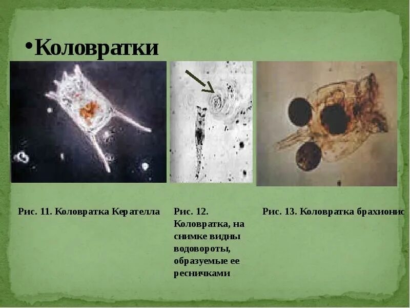 Коловратки. Класс коловратки представители. Коловратка строение. Коловратки примеры. Коловратки в экосистеме