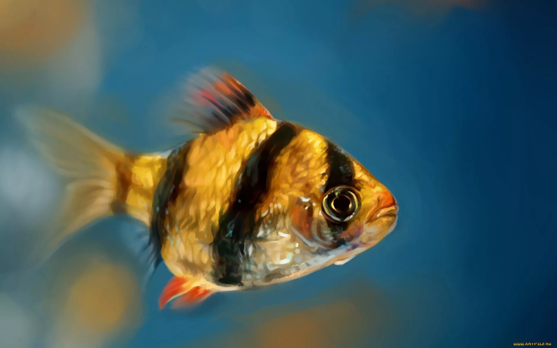 Была рыбка простая. Барбусы аквариумные рыбки. Золотистый полосатый Барбус. Барбус суматранский желтый. Барбус клоун.