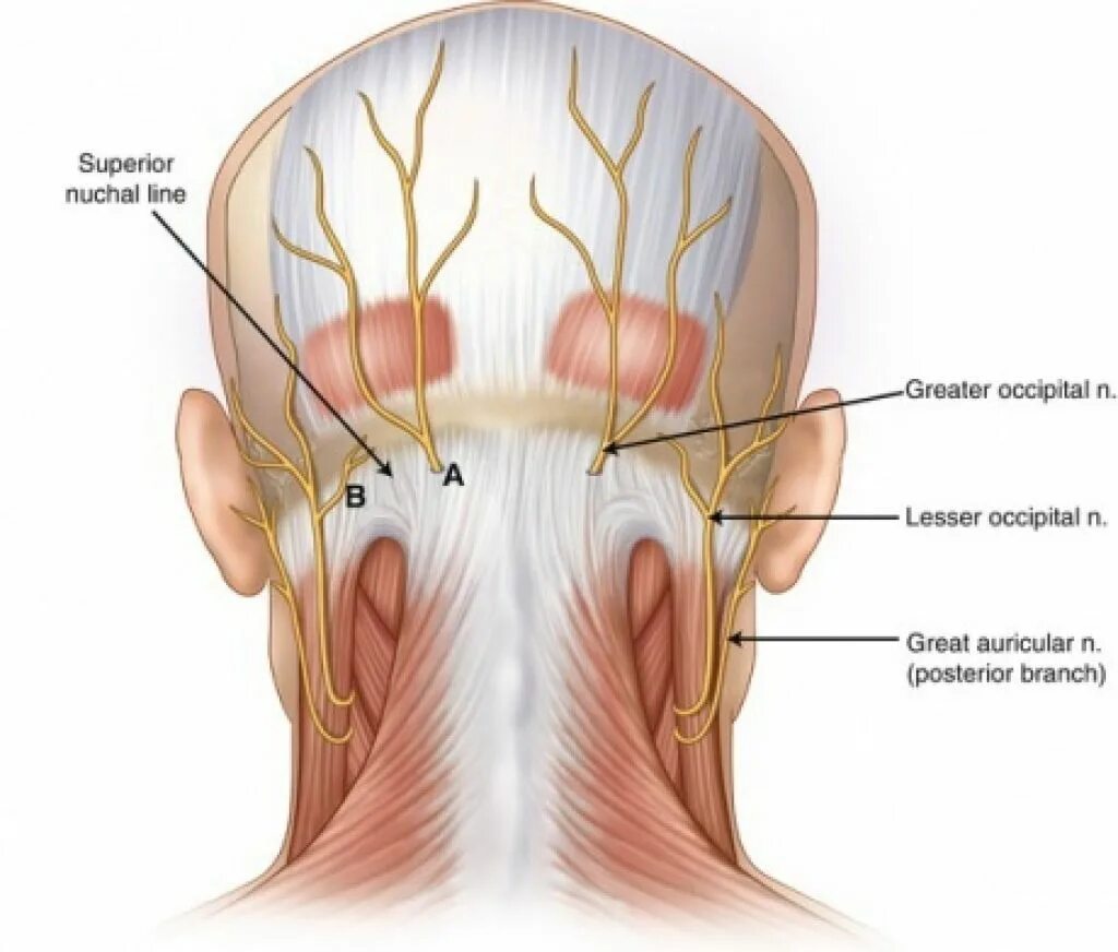 Болит затылок и уши. Малый затылочный нерв анатомия. Подзатылочный нерв анатомия. Затылочный нерв затылочный воспаление.