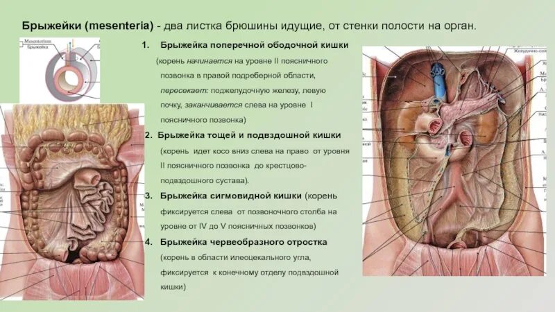 Брюшина толстой кишки. Брыжейка поперечно ободочную кишку. Корень брыжейки поперечно ободочной кишки. Корень брыжейки ободочной кишки. Корень брыжейки поперечной ободочной кишки.