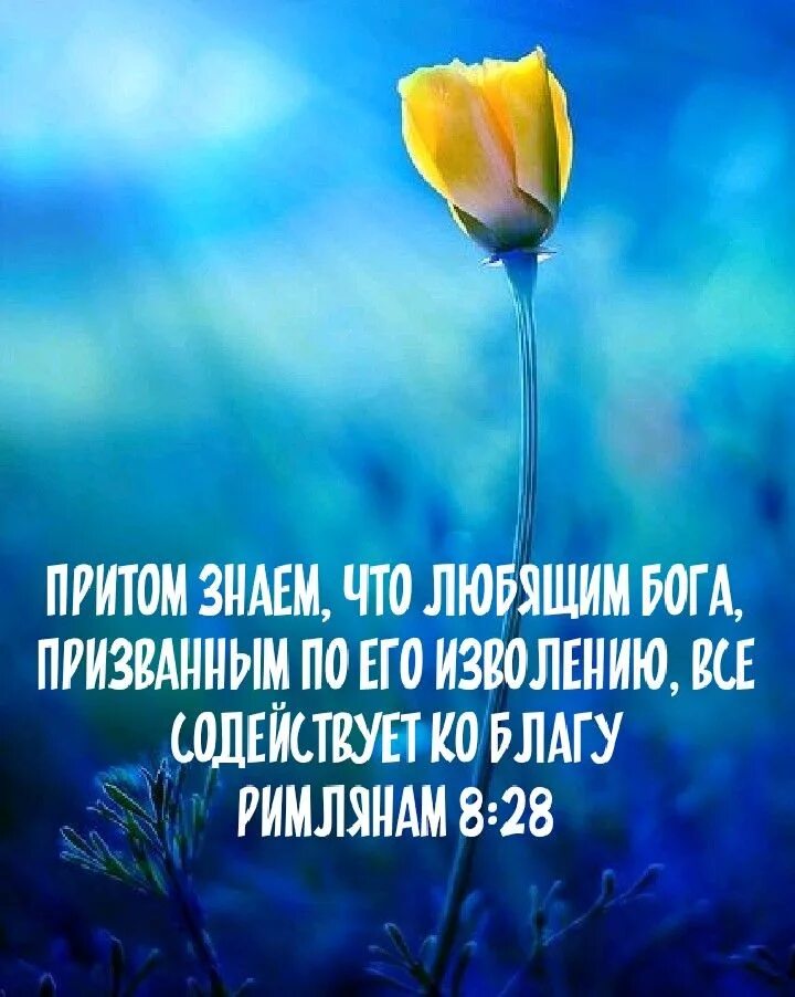 Все содействует ко благу. Христианское общение цитаты. верующему все содействует ко благу. любящим бога все содействует ко благу. всё содействует ко благу библия.