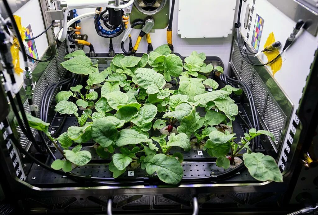 Какой овощ первый вырастили в космосе. Оранжерея Veggie МКС. Первый редис выращенный на МКС. Растения на МКС. Космическая оранжерея МКС.