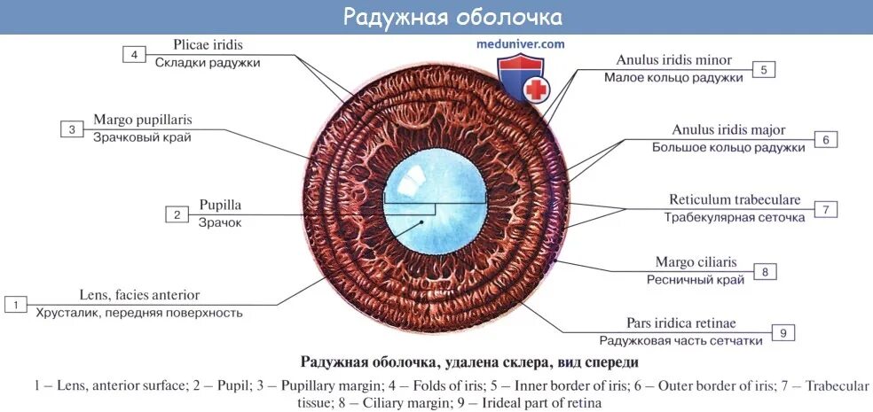Радужная оболочка глаза выполняет функции. Радужка глаза анатомия. Микроскопическое строение Радужки глазного яблока. Мышцы радужной оболочки глаза. Анатомия радужной оболочки.