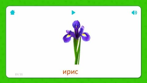 Ирис схема слова