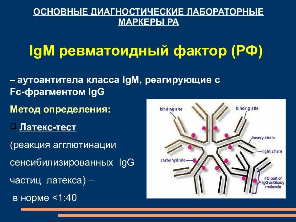 Ревматоидный фактор 40. RF ревматоидный фактор норма. Ревматоидный артрит ревматоидный фактор. Ревматоидный фактор 0,8 ме/мл. Латекс тест ревматоидный артрит.