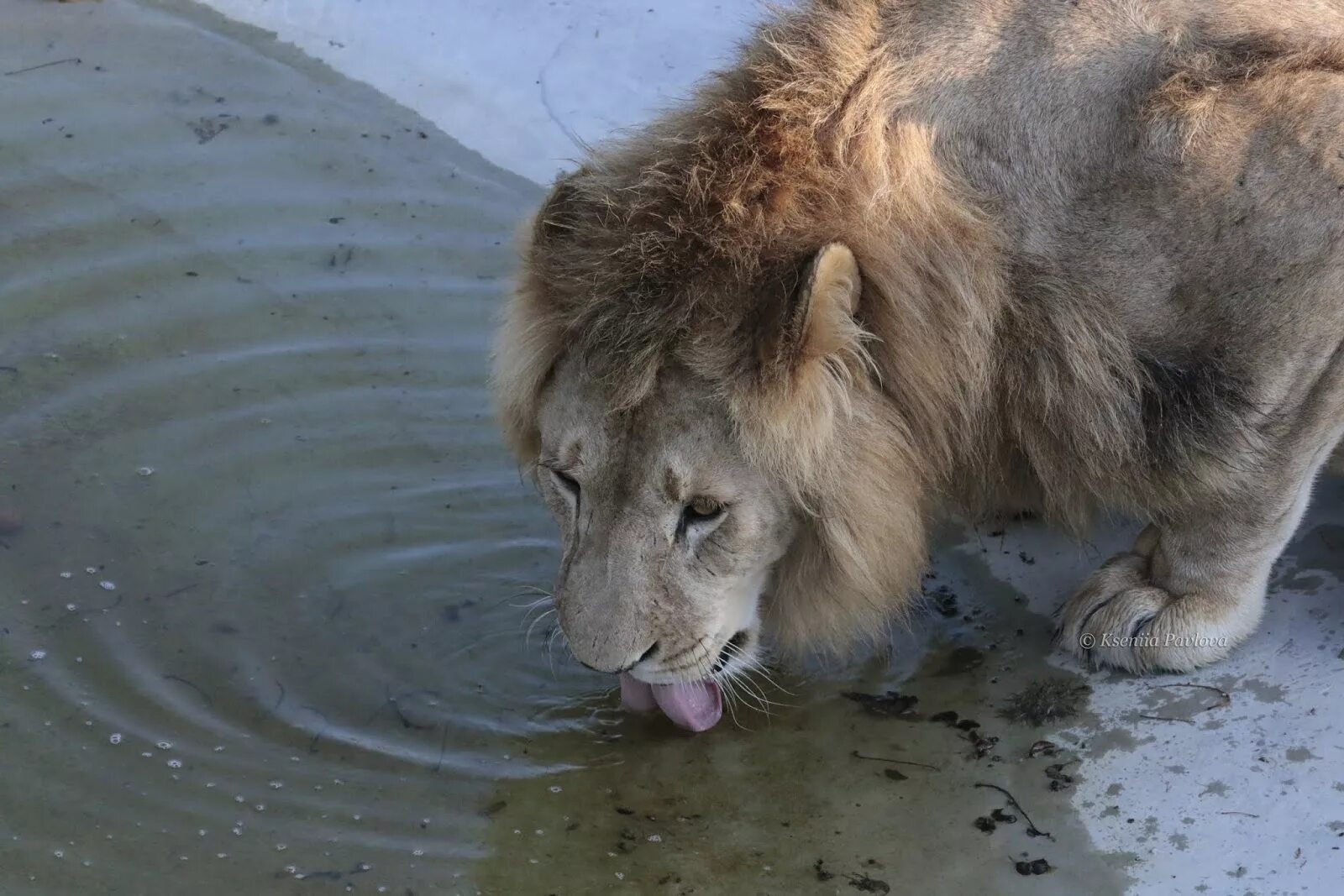 Лев пьет. Лев на водопое. Лев пьет воду. ЛНВ пьет ВЛЮУ. Купить льва живого