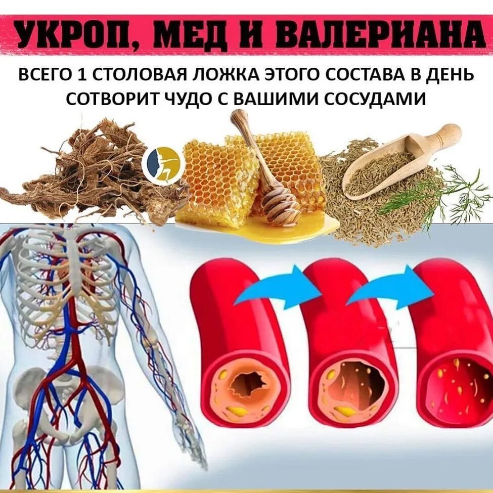 Укроп сосуды. Укроп, мёд и валериана. Укроп мед валериана для сосудов. Укроп мед и валериана сотворят. Укроп мёд валериана и сосуды без изъяна.