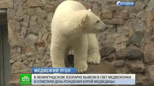 Медведь биржа. Света медведи. Света медведи. Откуда появился медведь. Белый медведь в зоопарке спб.