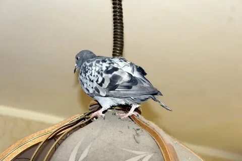 Сон голубь залетел