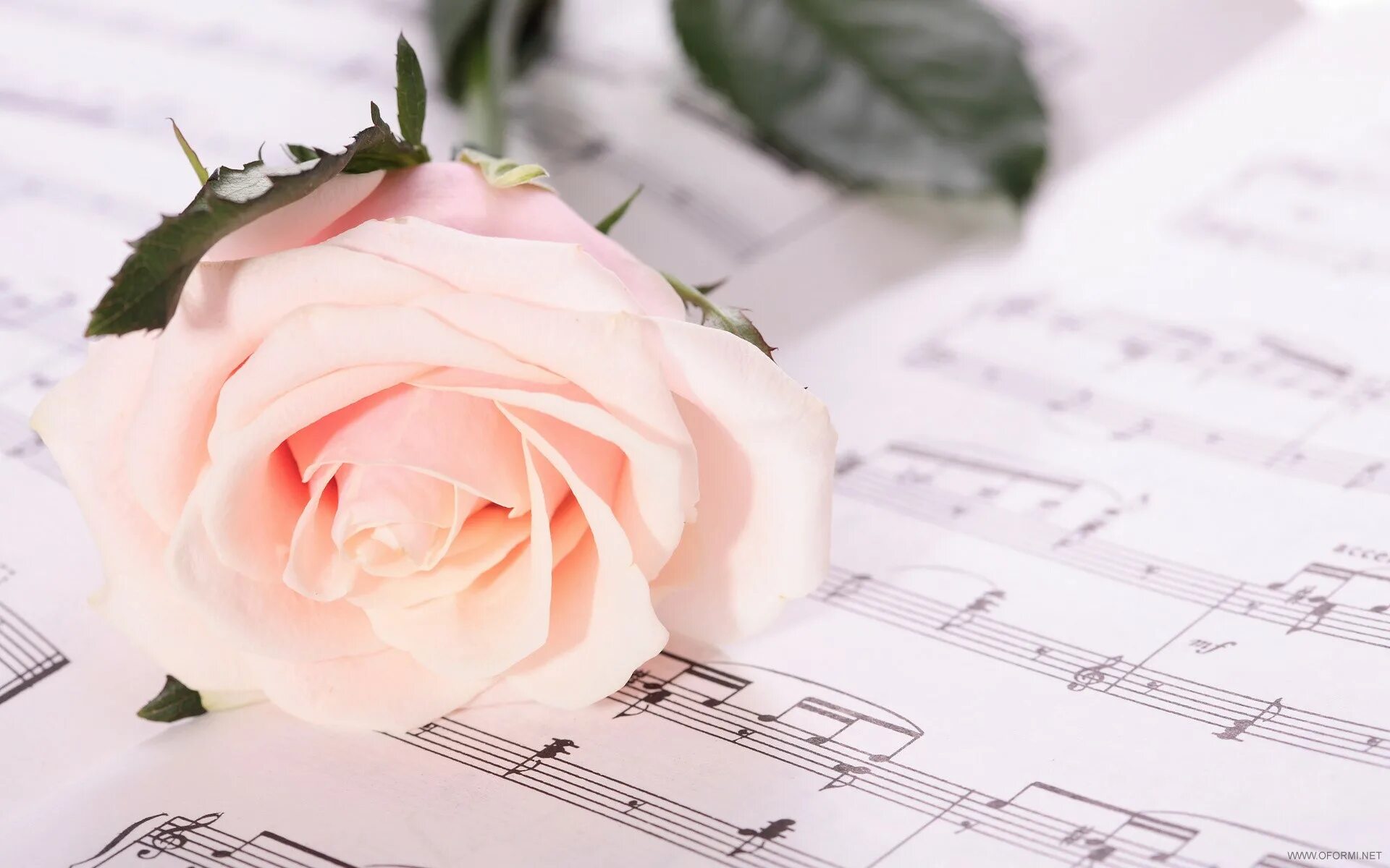 Красивая мелодия спокойная музыка. Ноты и цветы. Розы и Ноты. Фон Ноты и цветы. Открытки с нотами и цветами.