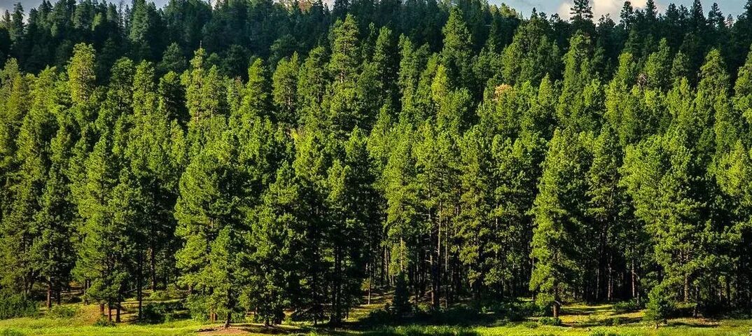 Хвойно лиственная тайга. Хвойные деревья Алтайского края. Лесные ресурсы Хакасии. Лесные ресурсы Алтайского края. Хвойный лес Хабаровский край.