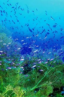 Рыбки водоросли