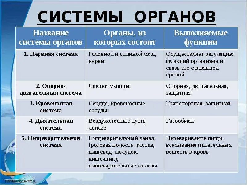 Тема органы и функции