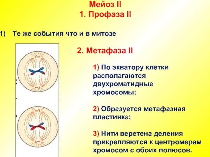 В метафазе первого деления мейоза происходит. Метафаза 2. Метафаза мейоза 1 и 2. Мейоз 1 метафаза 1. Профаза мейоза 2.