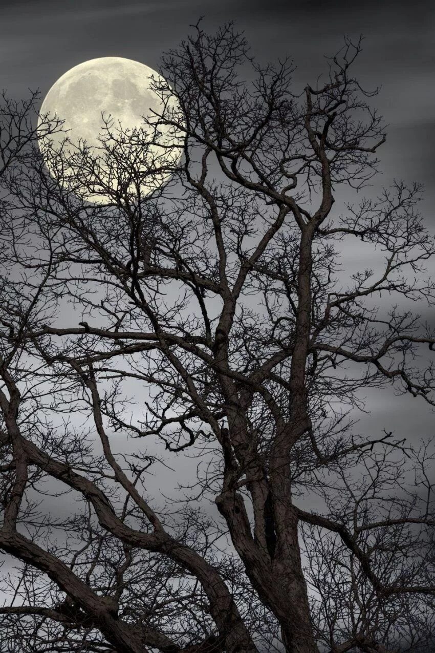 Луна сквозь деревья. Мрачное дерево. Луна и дерево. Мистическое дерево. Дерево ночью.