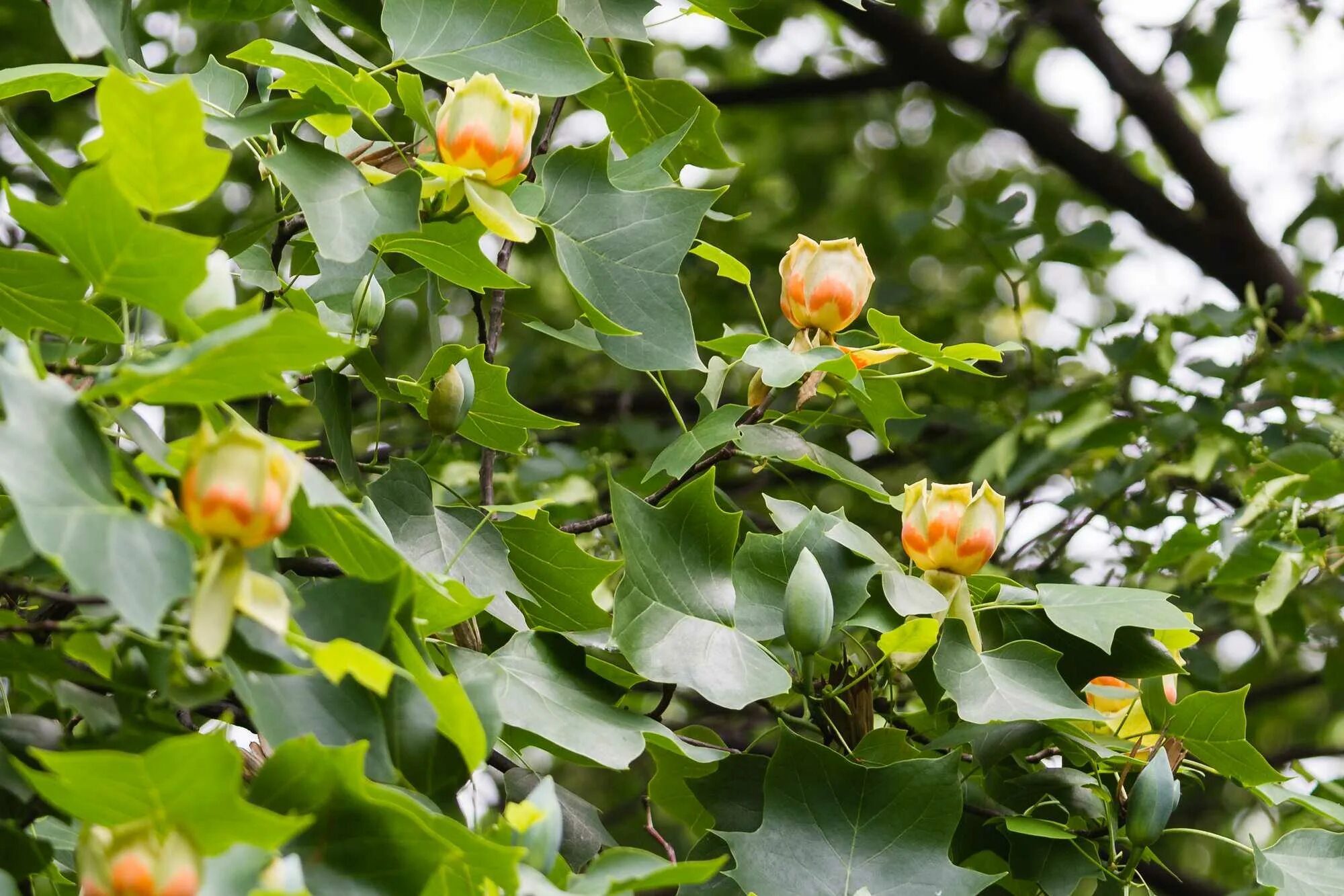 Тюльпановое дерево Лириодендрон. Liriodendron tulipifera тюльпановое дерево. Лириодендрон Тюльпановый. Тюльпанное дерево (Лириодендрон). Дерево тюльпанов в головинке