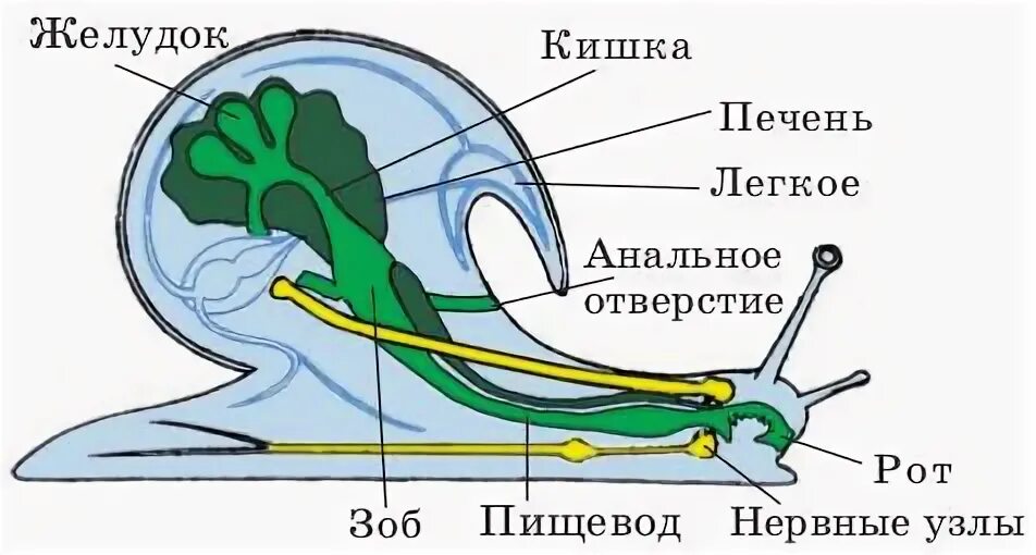 Пищевод моллюсков. Строение пищеварительной системы брюхоногих моллюсков. Строение пищеварительной системы брюхоногих моллюсков. Пищевод моллюсков. Пищеварительная система брюхоногих.