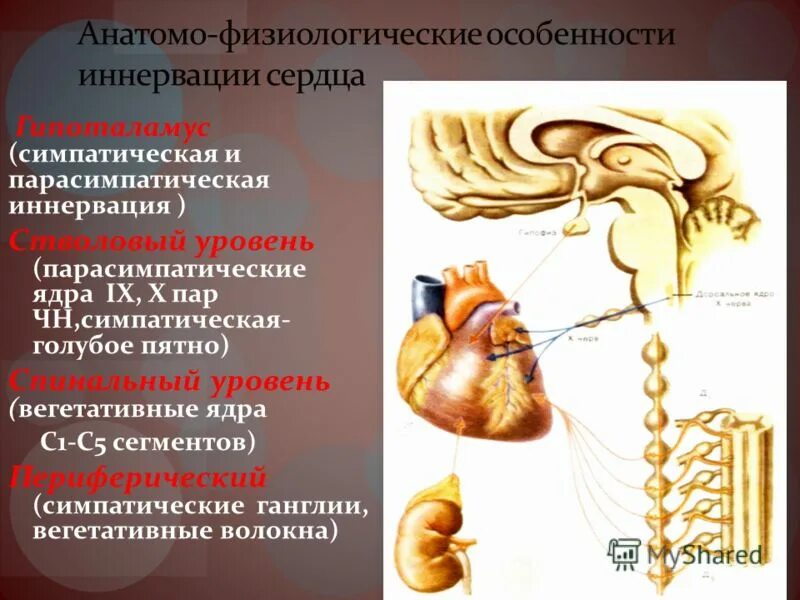 Парасимпатическая иннервация сердца