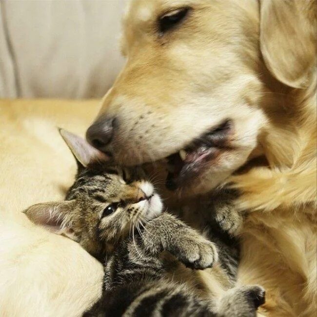 Где кошка собака. Любовь между собакой и кошкой. Собака и кошка вместе. Щенок и котенок. Кот и собака любовь.