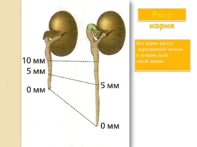 Рост корня в длину. Рост корня опыт. Верхушечный рост корня. Опыт доказывающий верхушечный рост корня. Последовательность роста корня