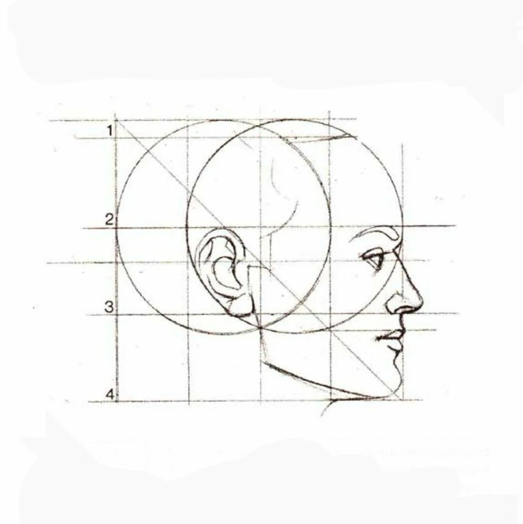 Пропорции головы человека в профиль. Схема головы человека в профиль и анфас. Пропорции лица человека в профиль. Схема пропорции головы человека в профиль. Профиль поэтапно