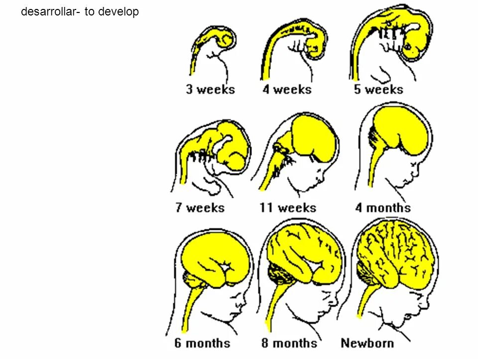 Особенности головного мозга ребенка. Мозг ребенка. Развитие головного мозга. Развитие головного мозга у детей. Головной мозг ребенка и взрослого.