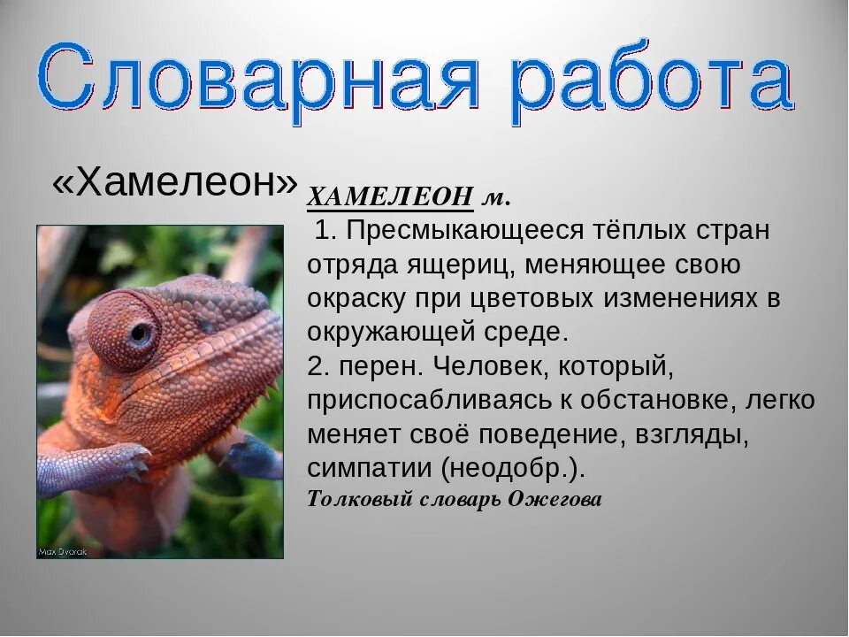 Хамелеон том 2 читать полностью. Рассказ хамелеон. Человек хамелеон. Информация о хамелеоне. Хамелеон биология.