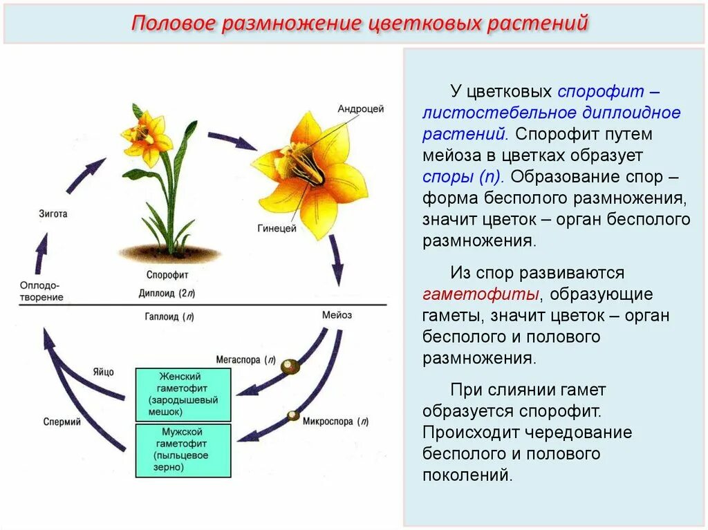 Является бесполым поколением. Половое размножение покрытосеменных растений. Половое размножение покрытосеменных цветковых растений кратко. Спорофит покрытосеменных растений. Схема полового размножения растений.