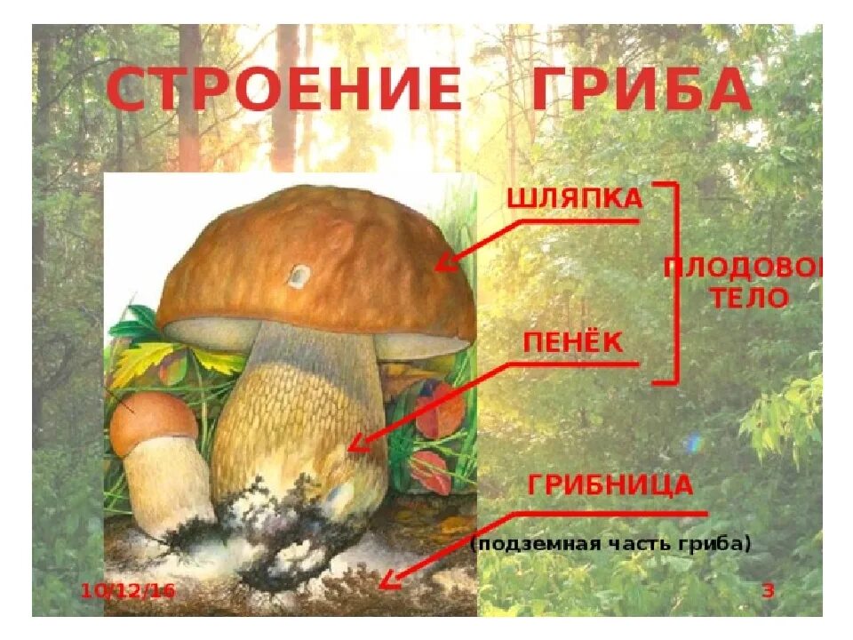 Презентация грибы для дошкольников. Съедобные грибы для дошкольников. Презентация для детей на тему грибы. Грибы ядовитые и съедобные презентация для детей. Детям о грибах для дошкольников.