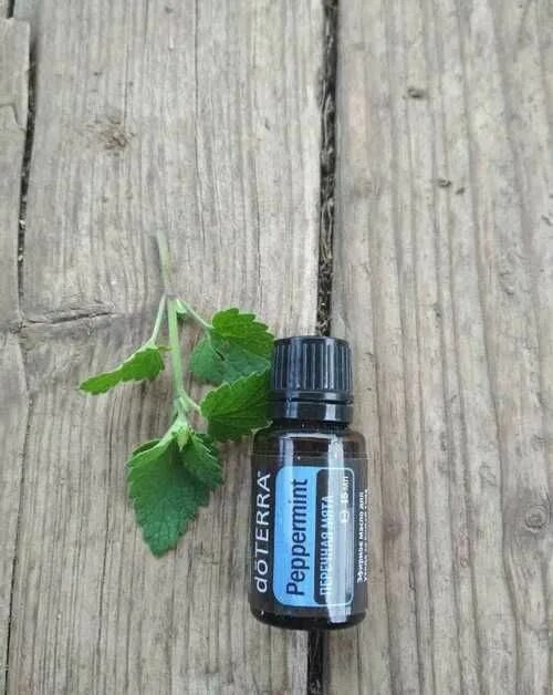 Перечная мята DOTERRA. Перечная мята эфирное масло ДОТЕРРА. Перечная мята 5 мл ДОТЕРРА. DOTERRA перечная мята масло.