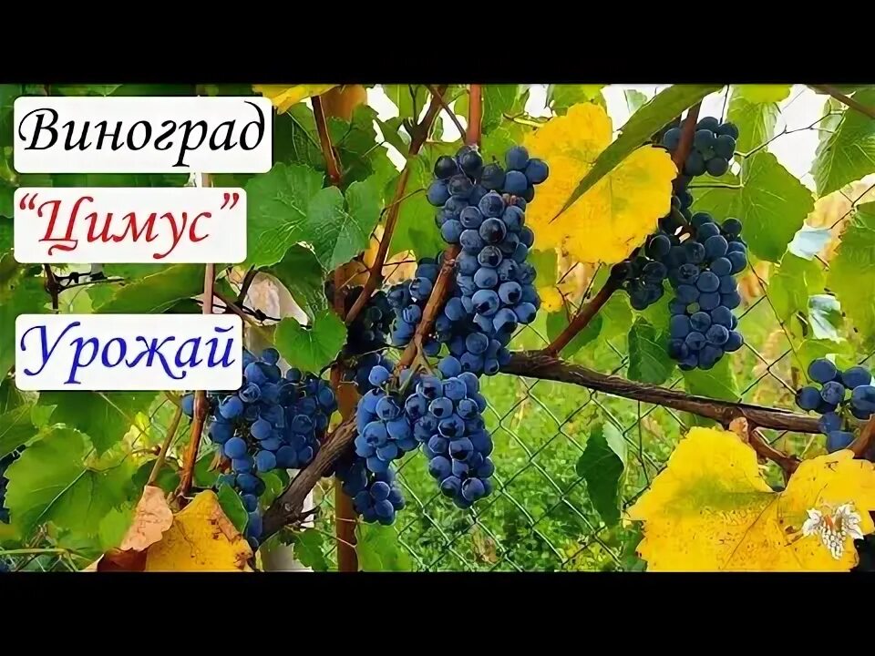 Цимус питомник ГАЛЕРЕЯ ВИНОГРАДА