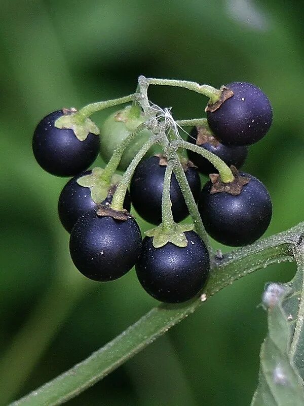 Паслен санберри. Паслен ягода. Паслён чёрный (Solanum nigrum l.). Паслен санберри куст.