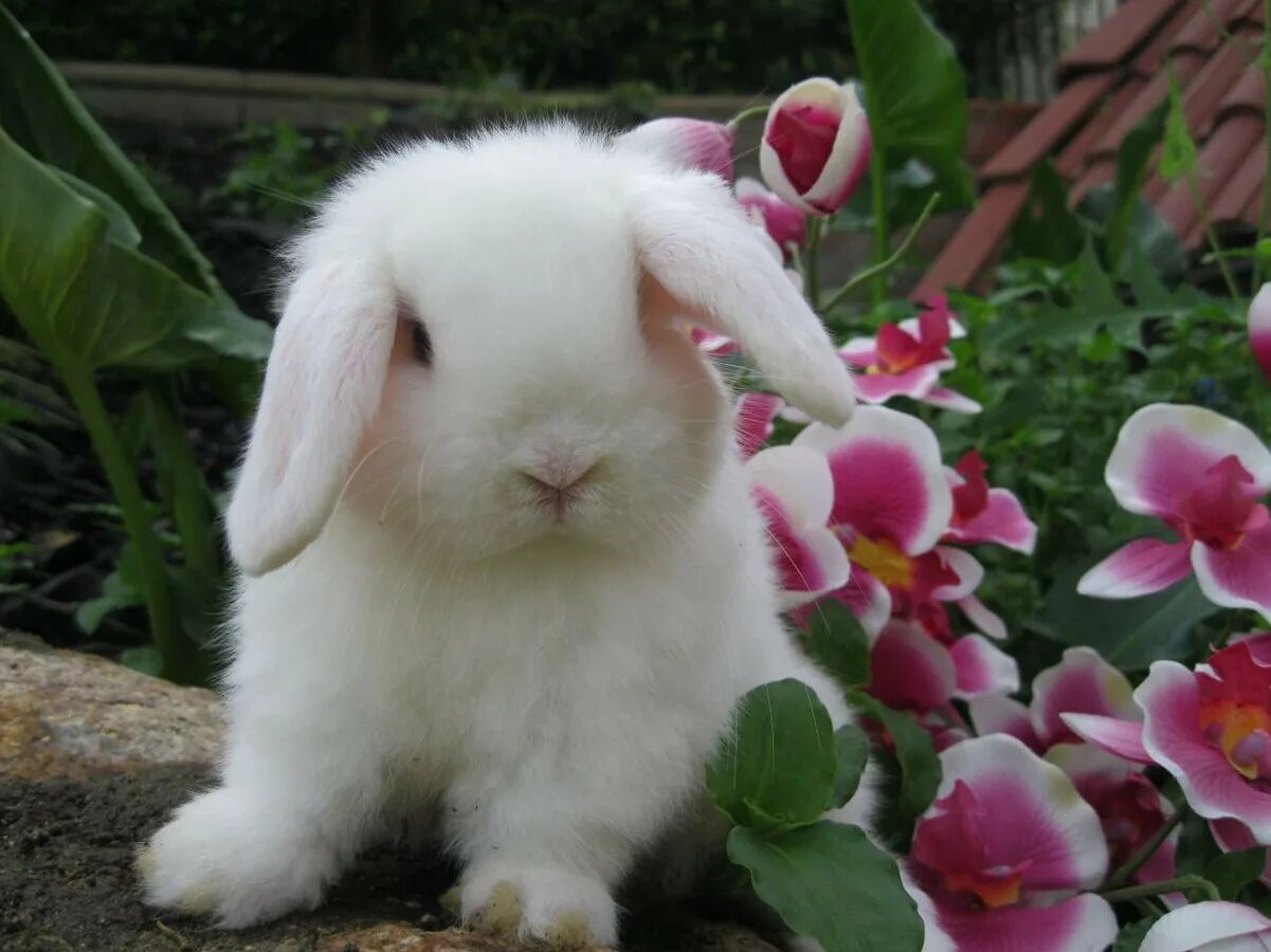 Кролик вислоухий баран белый. Белые вислоухие бараны. Ангорский кролик вислоухий. Вислоухий кролик альбинос. Самый красивый кролик