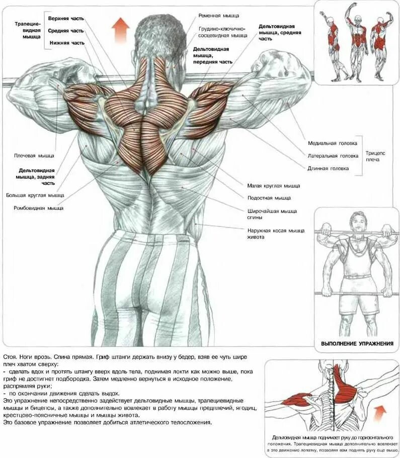 Поясница гантели. Тренировка для дельтовидных мышц в зале. Упражнения для дельтовидных мышц со штангой и гантелями. Упражнения для прокачки мышц плеча. Упражнения на дельтовидные мышцы со штангой.