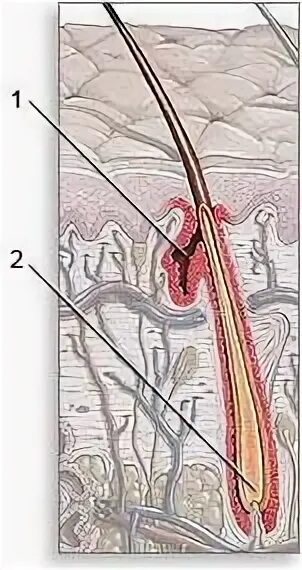 4 функция сальных желез. Микрокисты сальных желез. Гипертрофированная сальная железа. Обтурированный проток сальной железы.. Сальные железы на коже полового члена.