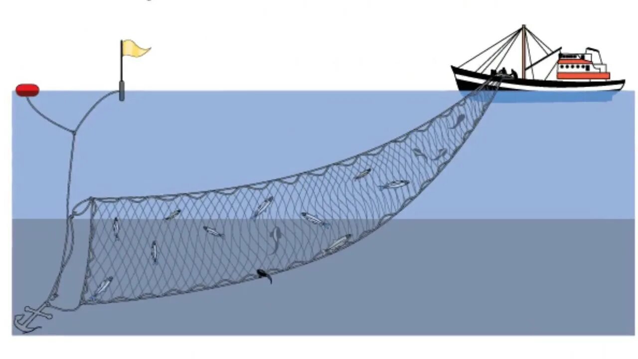 Дрифтерные сети. Дрифтерный лов. Лов дрифтерной сетью. Трал и дрифтерная сеть.
