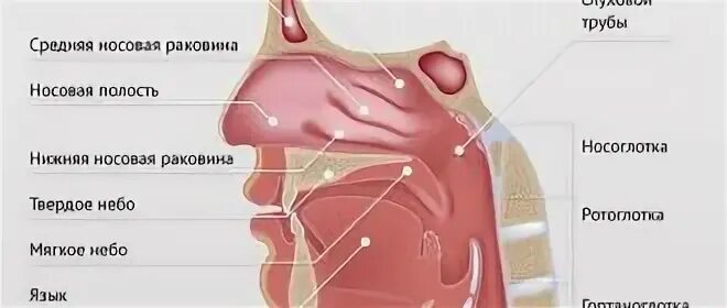 Носовой проход отделен от ротовой полости твердым. Носоглотка строение анатомия. Строение носа и носоглотки. Строение носовой полости и носоглотки. Схема строения носоглотки.