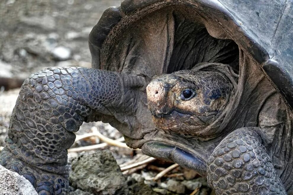 Галапагосская черепаха. Черепаха острова Фернандина. Галапагосская слоновая черепаха. Черепаха Chelonoidis phantasticus. Черепахи живут 300