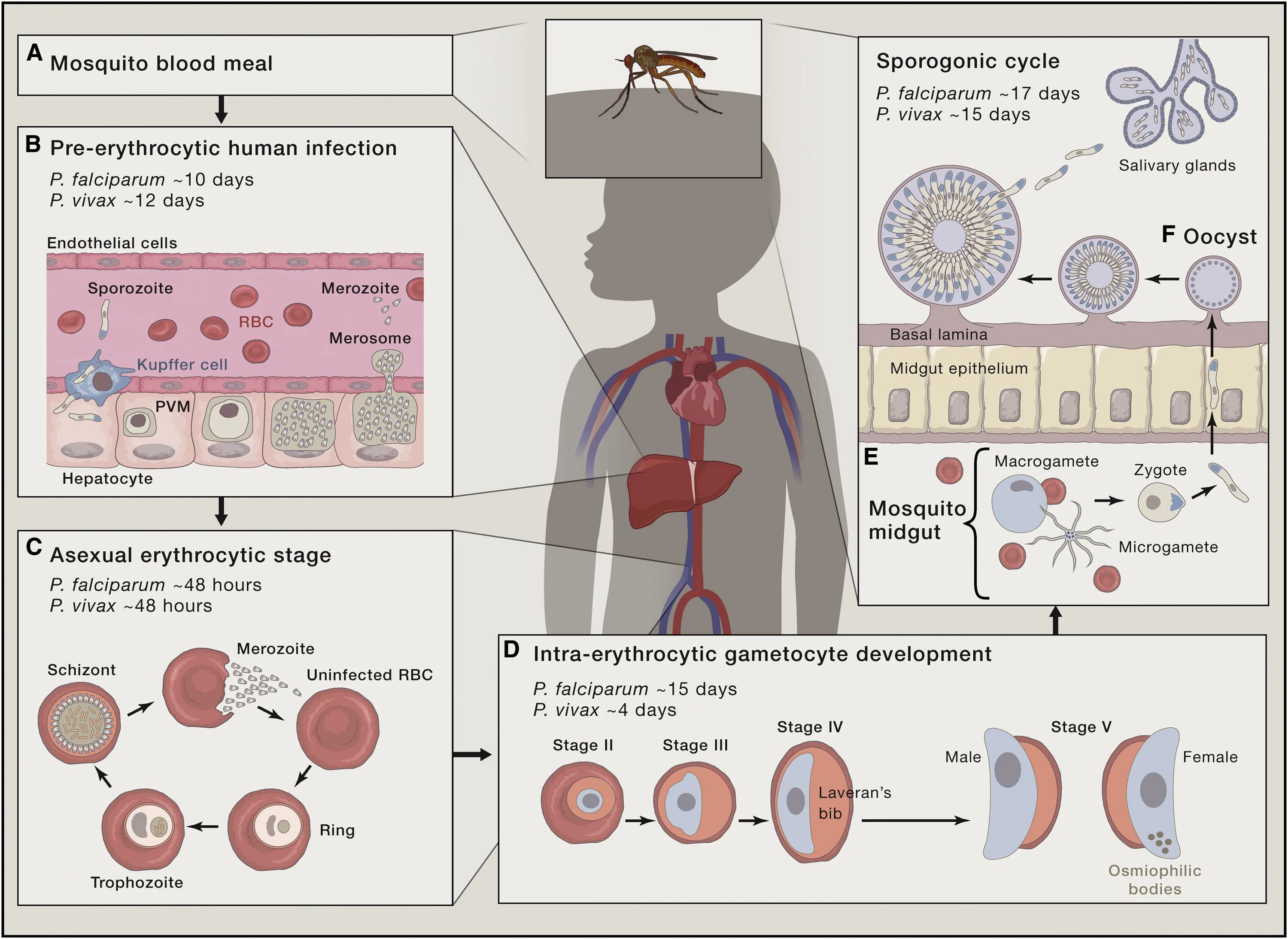 Цикл жизни малярийного плазмодия. Малярийный плазмодий в эритроцитах.