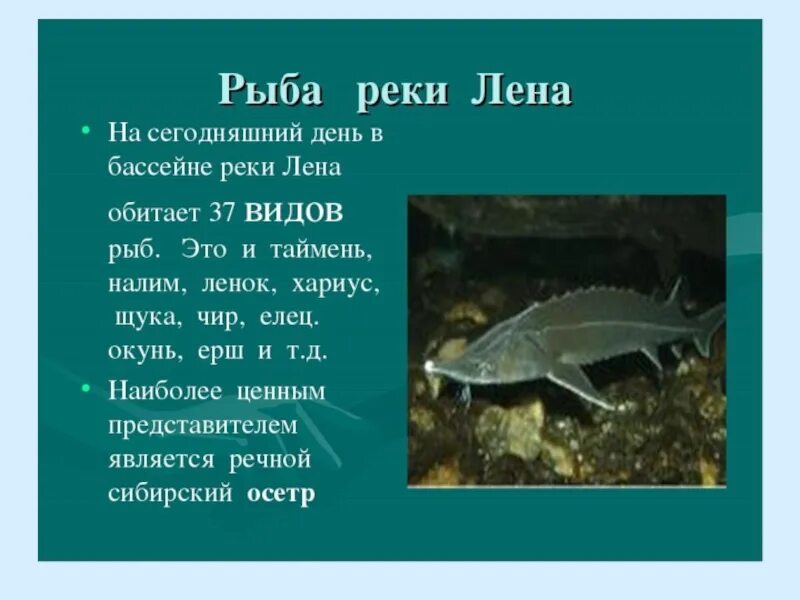 Какая рыба в лене реке. Растения и животные реки лена 4 класс. животные реки лена 4 класс. река лена рыба. какие рыбы обитают в реке лена.
