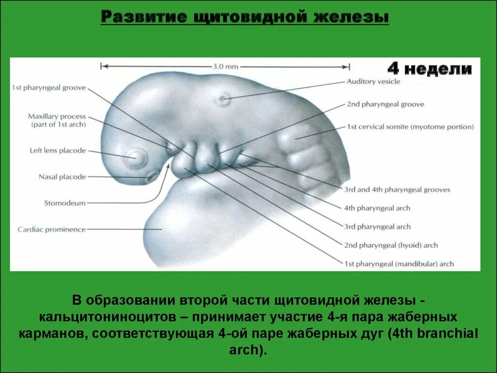 Жаберные дуги ротовой полости. Жаберные щели у эмбриона человека. Гемифациальная микросомия синдром гольденхара. Жаберные дуги у человека аномалия. Жаберные щели у зародыша человека.