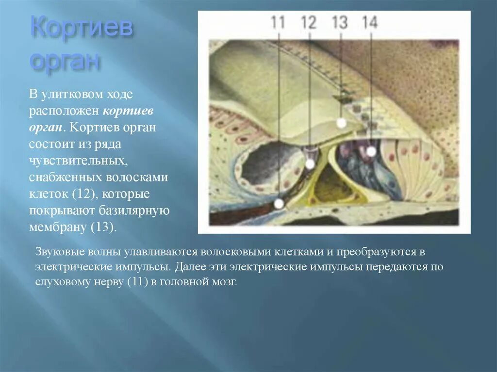 Строение улитки Кортиев орган. Слуховой анализатор волосковые клетки Кортиев орган. Звено анализатора Кортиев орган. Строение внутреннего уха Кортиев орган.