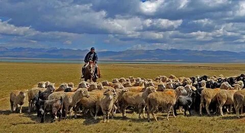 Писка жәй ғана фото