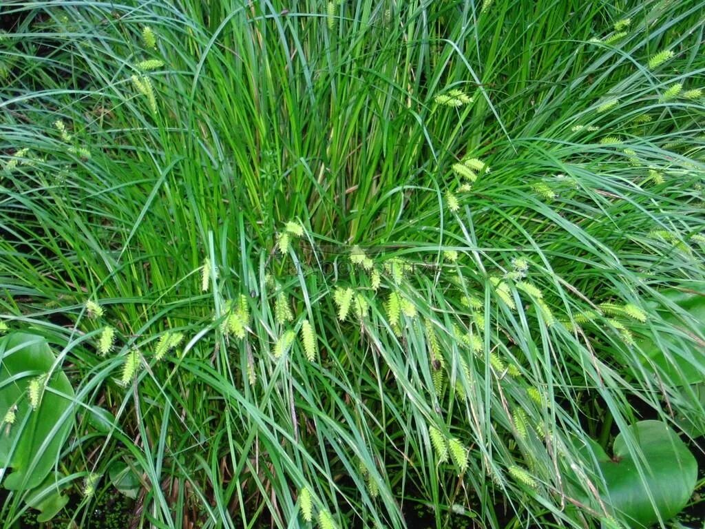 Пырей ползучий agropyron repens. Камыш изолепис. Растения похожие на траву. Фенхель растение. Ковыль гривастый.