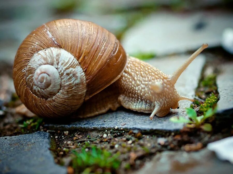 глаза улитки. улитка макросъемка глаза. щупальца улитки. ахатина класс брюхоногие. виноградная улитка глаза.