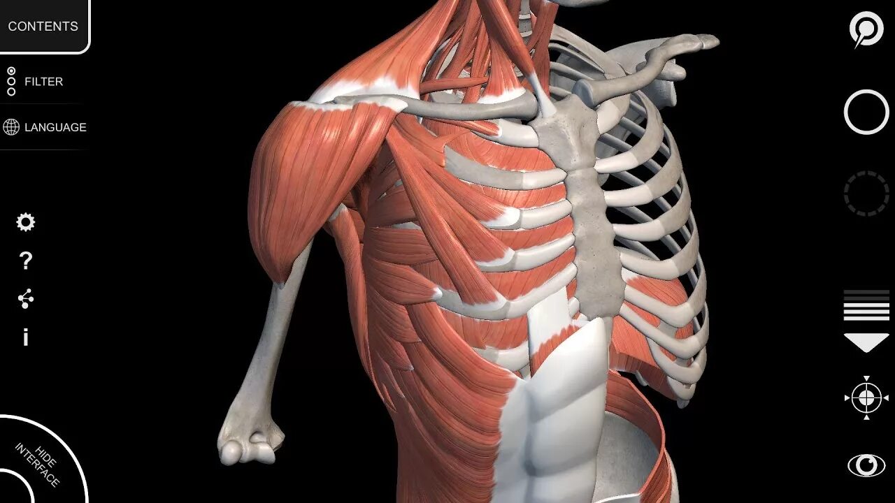 3d атлас анатомии человека. Анатомический атлас человека 3д. 3d атлас анатомии человека мышцы. Анатомия мышц 3д muscular System приложения.